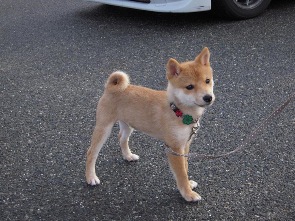 まいこサン７.JPG