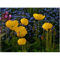 iceland-poppy-53114_960_720.jpg