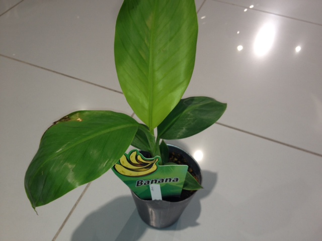 banana.jpg