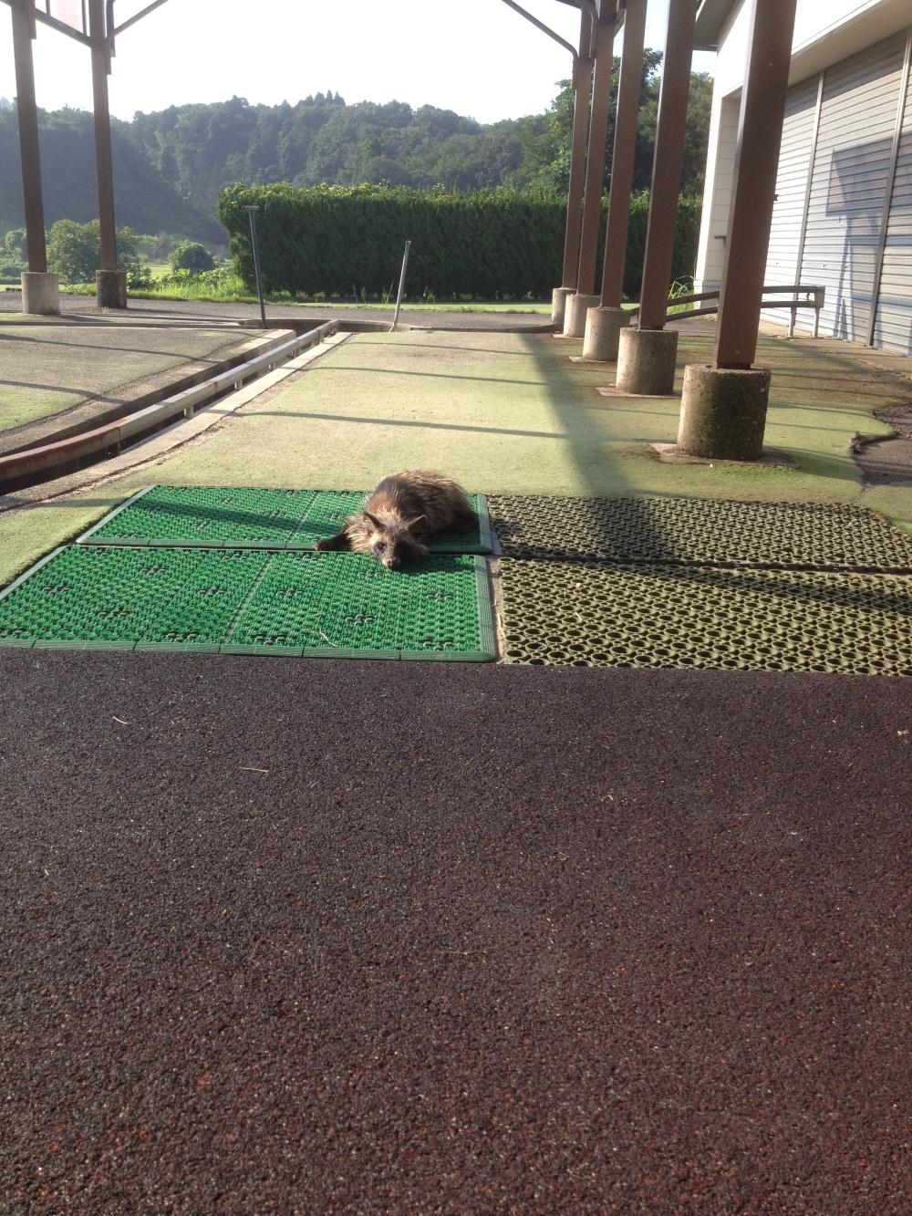 たぬき (1).jpg