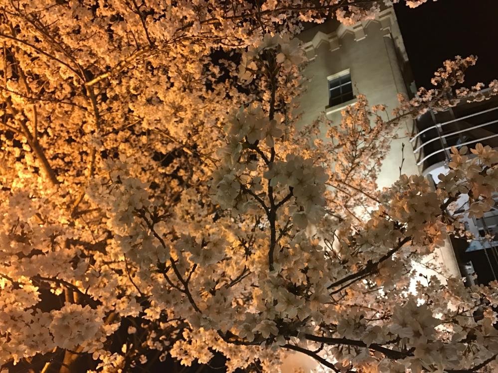 名古屋 桜満開 – Audi名古屋西ニュース