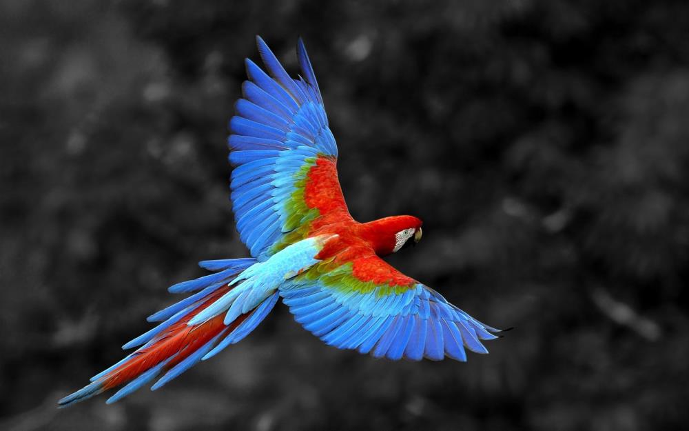 macaw1.jpg