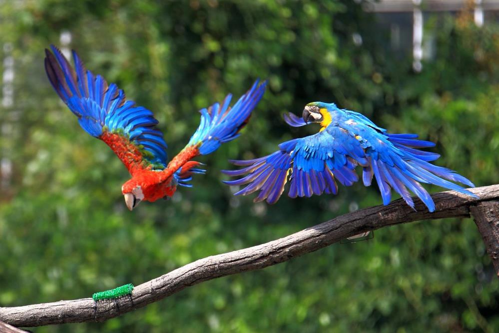 macaw2.jpg