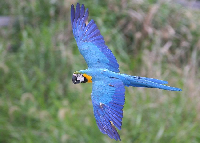 macaw3.jpg