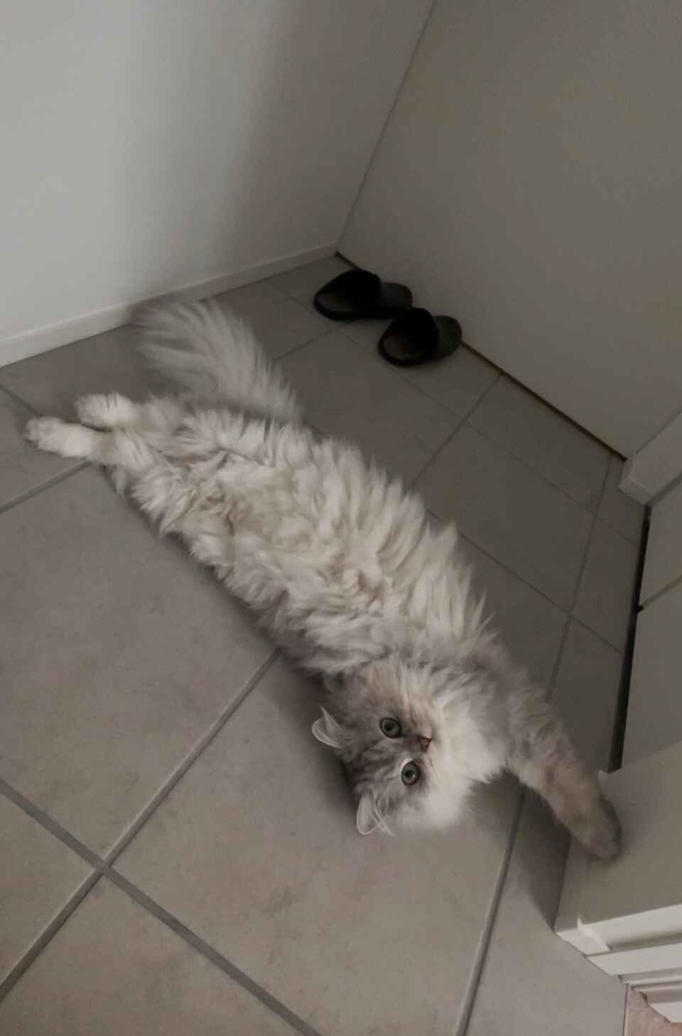 シャル１.jpg