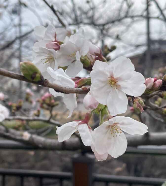 スクリーンショット 2026-03-24 213415.jpg